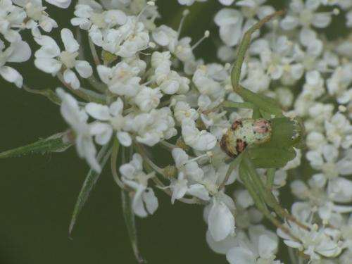 Réf. 222 035 : Ebrechtella tricuspidata